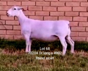 LOT 68 1X WHITE DORPER OOI/EWE STUD LARRY SNYDERS