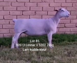 LOT 85 1X WHITE DORPER OOI/EWE FLOCK LARRY SNYDERS