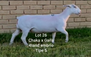 LOT 26 1X WHITE DORPER OOI/EWE T5 LARRY SNYDERS