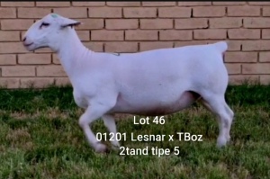 LOT 46 1X WHITE DORPER OOI/EWE T5 LARRY SNYDERS