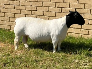 1X DORPER RAM FLOCK LEROY PHILLIPS DORPERS