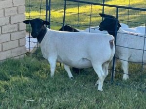 LOT 52 1X DORPER OOI/EWE T5 LEROY PHILLIPS DORPERS