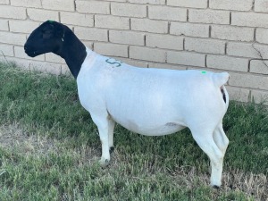 LOT 53 1X DORPER OOI/EWE T5 LEROY PHILLIPS DORPERS