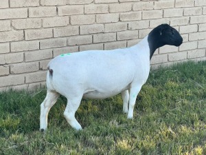 LOT 51 1X DORPER OOI/EWE T5 LEROY PHILLIPS DORPERS