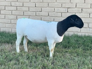 LOT 54 1X DORPER OOI/EWE T5 LEROY PHILLIPS DORPERS