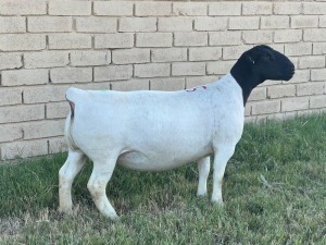 LOT 55 1X DORPER OOI/EWE STUD LEROY PHILLIPS DORPERS