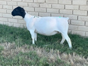 LOT 71 1X DORPER OOI/EWE T5 LEROY PHILLIPS DORPERS