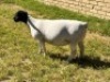 1X DORPER OOI/EWEW T5 LEROY PHILLIPS DORPERS