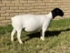 1X DORPER OOI/EWEW T5 LEROY PHILLIPS DORPERS
