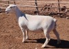 LOT 59 4X WHITE DORPER OOI/EWE STUD ASHLEY PHILLIPS - 2