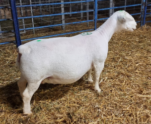 LOT 39 1X WHITE DORPER OOI/EWE T5 ASHLEY PHILLIPS