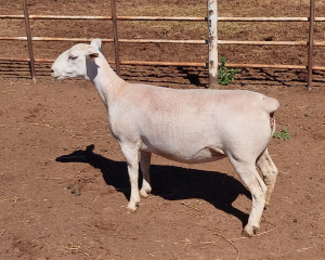 LOT 56 2X WHITE DORPER OOI/EWE T5 ASHLEY PHILLIPS