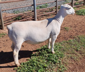 LOT 58 2X WHITE DORPER OOI/EWE T5 ASHLEY PHILLIPS