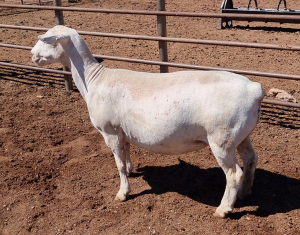 LOT 40 1X WHITE DORPER OOI/EWE T5 ASHLEY PHILLIPS