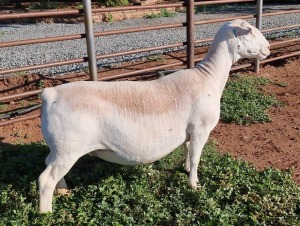 LOT 38 1X WHITE DORPER OOI/EWE T5 ASHLEY PHILLIPS