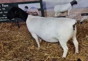 LOT 45 1X DORPER OOI/EWE T5 MICKEY PHILLIPS & SON