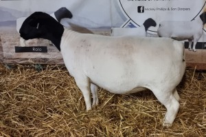 LOT 44 1X DORPER OOI/EWE T5 MICKEY PHILLIPS & SON