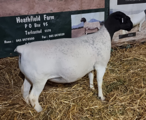 LOT 62 2X DORPER OOI/EWE T5 MICKEY PHILLIPS & SON