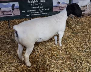 LOT 42 1X DORPER OOI/EWE T5 MICKEY PHILLIPS & SON