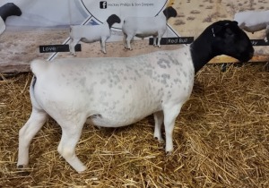 LOT 63 3X DORPER OOI/EWE T5 MICKEY PHILLIPS & SON