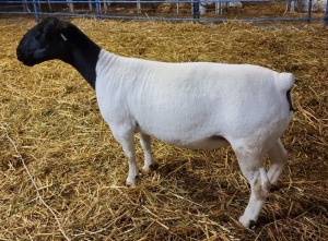 LOT 41 1X DORPER OOI/EWE STUD MICKEY PHILLIPS & SON