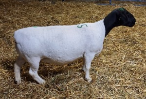 LOT 65 1X DORPER OOI/EWE T5 MICKEY PHILLIPS & SON