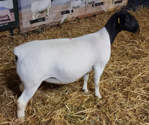 LOT 80 3X DORPER OOI/EWE FLOCK MICKEY PHILLIPS & SON