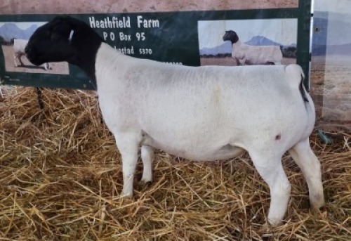 LOT 1 1X DORPER OOI/EWE T5 MICKEY PHILLIPS & SON