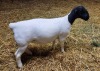 LOT 2 1X DORPER OOI/EWE T5 MICKEY PHILLIPS & SON