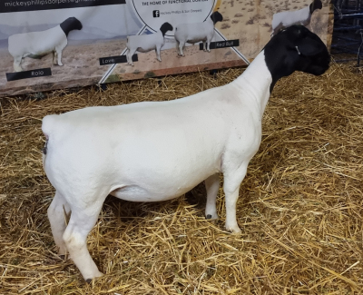 LOT 3 1X DORPER OOI/EWE T5 MICKEY PHILLIPS & SON