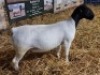 LOT 5 1X DORPER OOI/EWE T5 MICKEY PHILLIPS & SON - 2