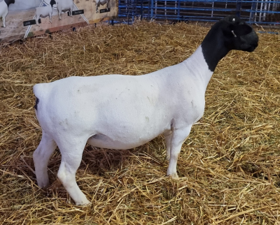 LOT 4 1X DORPER OOI/EWE T5 MICKEY PHILLIPS & SON