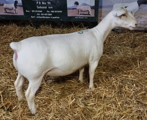 LOT 16 1X WHITE DORPER OOI/EWE T5 ASHLEY PHILLIPS