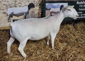 LOT 19 1X WHITE DORPER OOI/EWE T5 ASHLEY PHILLIPS