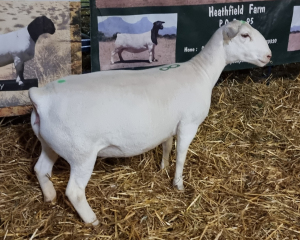 LOT 18 1X WHITE DORPER OOI/EWE T5 ASHLEY PHILLIPS