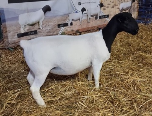 LOT 21 1X DORPER OOI/EWE T5 MICKEY PHILLIPS & SON