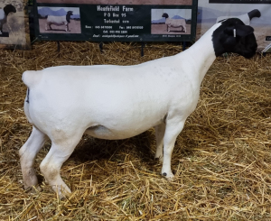 LOT 24 1X DORPER OOI/EWE T5 MICKEY PHILLIPS & SON