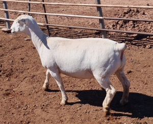 LOT 20 1X WHITE DORPER OOI/EWE T5 ASHLEY PHILLIPS