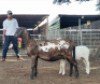 LOT 38 1X MEATMASTER OOI MET LAM/EWE WITH LAMB OCHRE MEATMASTERS - 2