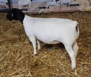 LOT 22 1X DORPER OOI/EWE T5 MICKEY PHILLIPS & SON