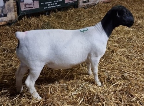 LOT 23 1X DORPER OOI/EWE T5 MICKEY PHILLIPS & SON