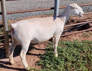 LOT 36 1X WHITE DORPER OOI/EWE T5 ASHLEY PHILLIPS