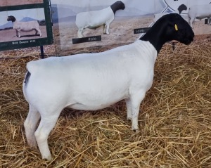 LOT 43 1X DORPER OOI/EWE T5 MICKEY PHILLIPS & SON