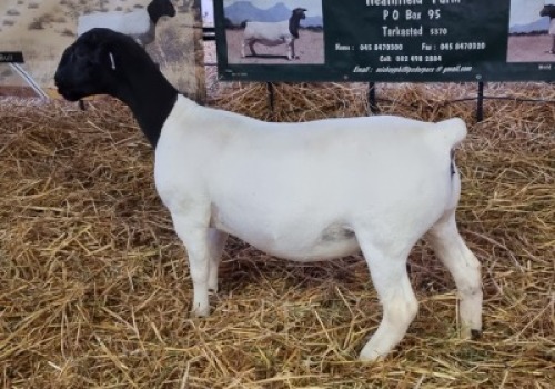 LOT 61 2X DORPER OOI/EWE T5 MICKEY PHILLIPS & SON