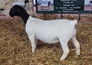 LOT 64 3X DORPER OOI/EWE T5 MICKEY PHILLIPS & SON