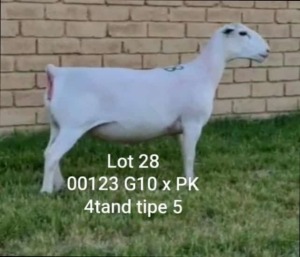 LOT 28 1X WHITE DORPER OOI/EWE T5 LARRY SNYDERS