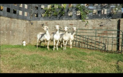 LOT 4 3X MEATMASTER OOI/EWE (PER STUK OM LOT TE NEEM/PER PIECE TO TAKE THE LOT)