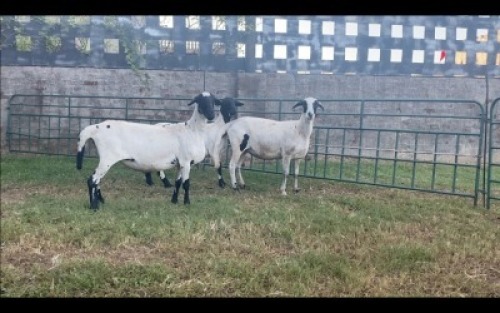 LOT 5 3X MEATMASTER OOI/EWE (PER STUK OM LOT TE NEEM/PER PIECE TO TAKE THE LOT)
