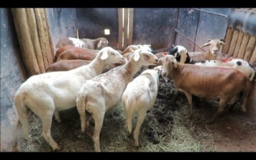 LOT230&nbsp;7&nbsp;X MEATMASTER OOI/EWE (PER STUK OM LOT TE NEEM/PER PIECE TO TAKE THE LOT)