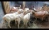 LOT230&nbsp;7&nbsp;X MEATMASTER OOI/EWE (PER STUK OM LOT TE NEEM/PER PIECE TO TAKE THE LOT)
